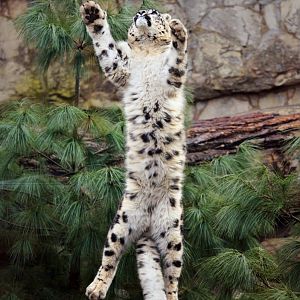 Enrichment for snow leopards