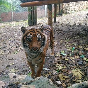 Sumatran Tiger 5
