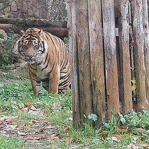Sumatran Tiger 3