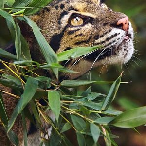 Clouded leopard female