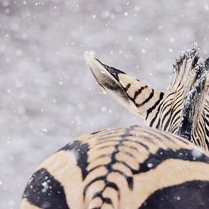 Hartmann's zebra in a snowstorm