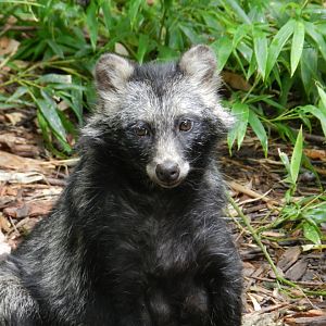 Japanese Raccoon Dog (Nyctereutes procyonoides viverrinus) at Zoo Atlanta, USA