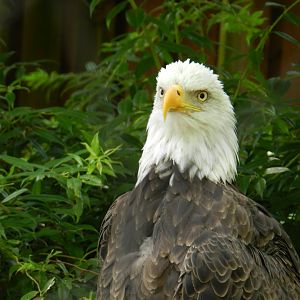 Bald Eagle (Haliaeetus leucocephalus) at Zoo Atlanta, USA