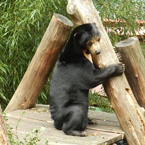 Sun Bear (Helarctos malayanus) at Zoo Atlanta, USA