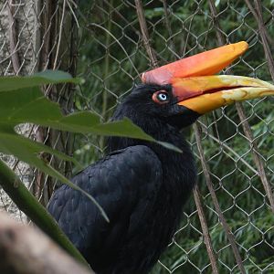 Rhinoceros Hornbill (Buceros rhinoceros) at Zoo Atlanta, USA