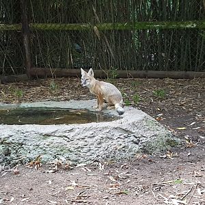 Corsac fox