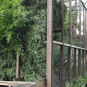 Tayra enclosure