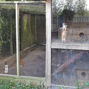 Enclosure Yellow mongoose