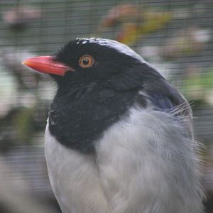 Red-billed blue-magpie