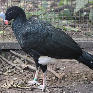 Northern helmeted curassow