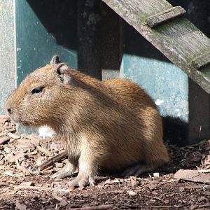 Capybara - juvenile