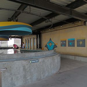 The Shallows - Touchtank