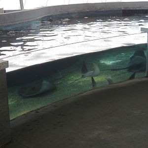 The Shallows - Touchtank