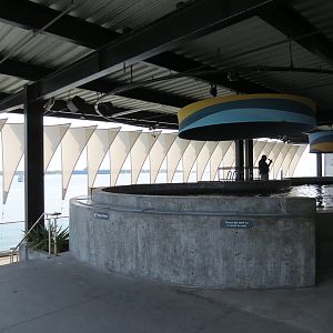 The Shallows - Touchtank