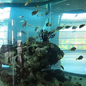 Great Hall - Column Tank