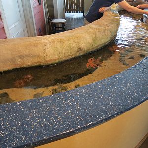 Touch Tank - Invertebrates