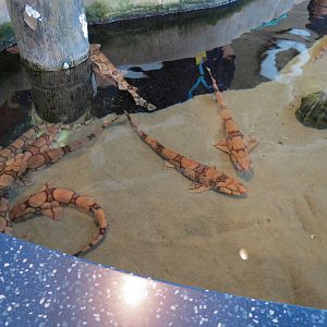 Touch Tank - Chain Dogfish