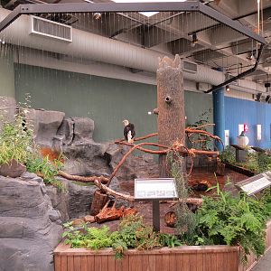 Mountain Forest - Bald Eagle Exhibit