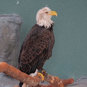 Mountain Forest - Bald Eagle Exhibit