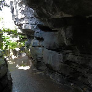 Mountain Forest - Path