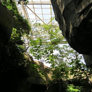 Mountain Forest - View Up from Path
