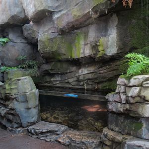Mountain Forest - Fish Exhibit
