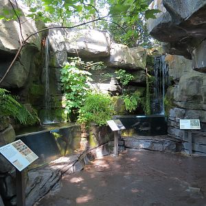 Mountain Forest - Fish Exhibits