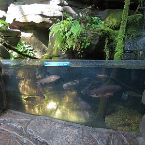 Mountain Forest - Fish Exhibit