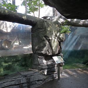 Mountain Forest - River Otter Exhibit