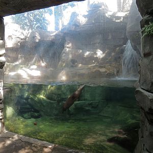 Mountain Forest - River Otter Exhibit