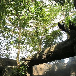 Mountain Forest - View Up from River Otter Exhibit
