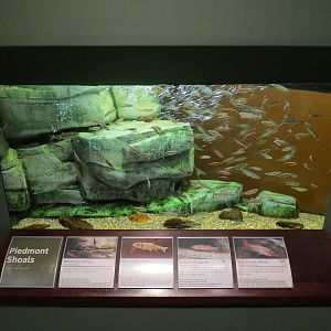 Piedmont - Piedmont Shoes Exhibit