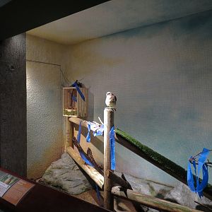 Piedmont - Scenic Overlook Exhibit - American Kestral