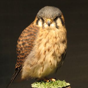 Piedmont - Scenic Overlook Exhibit - American Kestral
