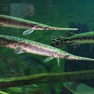 Piedmont - Reservoir Exhibit - Longnose Gar