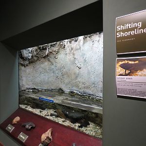 Piedmont - Shifting Shorelines Exhibit - Lesser Siren