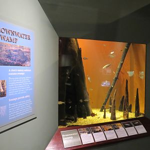 Piedmont - Brownwater Swamp Exhibit