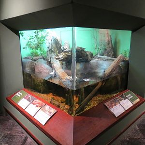 Coastal Plain - Swamp Snakes Exhibit