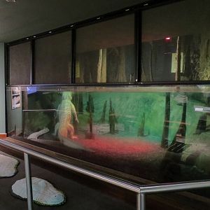Coastal Plain - Blackwater Swamp Exhibit - American Alligator