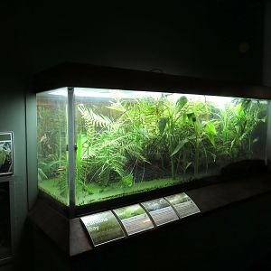 Coastal Plain - Carolina Bay Exhibit