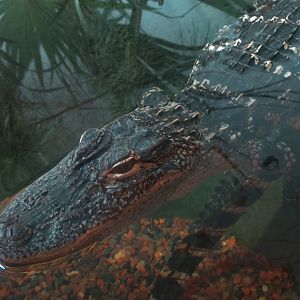 Coastal Plain - Rice Fields Exhibit - American Alligator