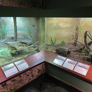 Coastal Plain - Snake Exhibit 1