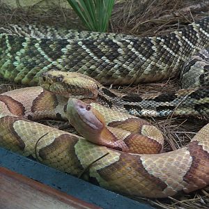 Coastal Plain - Snake Exhibit 1 - Copperhead and Eastern Diamondback