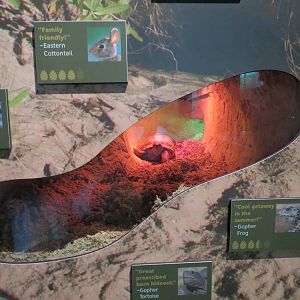 Coastal Plain - Snake Exhibit 2 - Gopher Tortoise Burrow