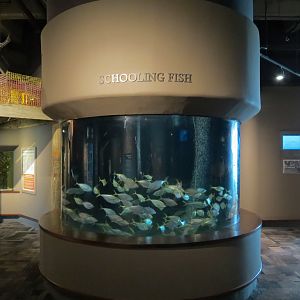 Coast - Schooling Fish Exhibit - Atlantic Bumper