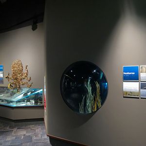 Coast - Seahorse Exhibit