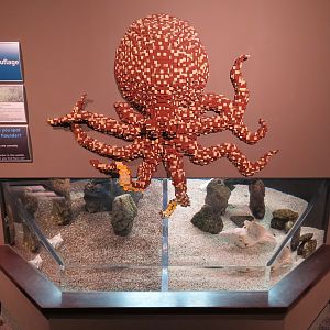 Coast - Camouflage Exhibits