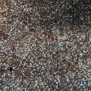 Coast - Camouflage Exhibits - Southern Flounder