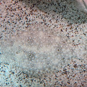 Coast - Camouflage Exhibits - Southern Flounder