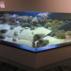 Coast - Bottom Dwellers Exhibit - Caribbean Spiny Lobster